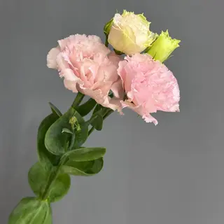 Еустома рожева , 1 шт 