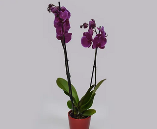 Orquídea Morada