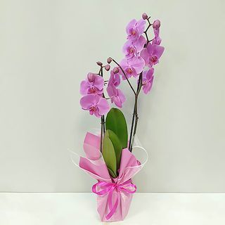 Storczyk Phalenopsis