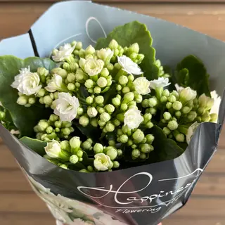 Kalanchoe alb