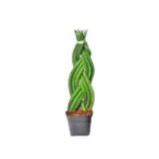 Vaso Sansevieria | Lança de São Jorge Espiral