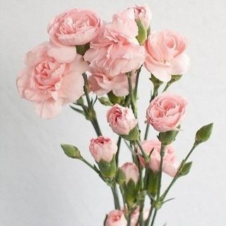 Bukiet z dowolnej ilości Goździków gałazkowych różowych 