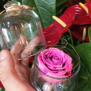 Dehidrirana ruža u staklenom zvonu