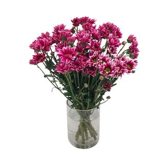 Ramo de margaritas Deep purple