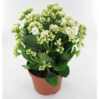 Kalanchoe Blanca