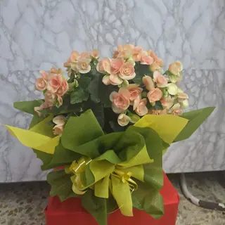Begonia 