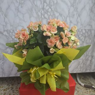 Begonia 