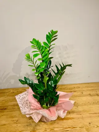 Zamioculca Mediana
