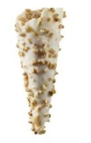 Galleta chocolate blanco con crocanti