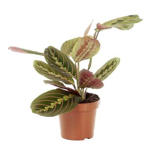 Planta Maranta