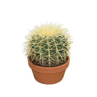 Cuscino della Suocera