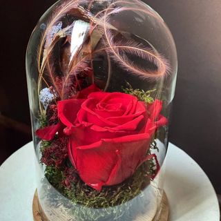 Campana vetro con rosa eterna e stipa rossa su un prato di muschio