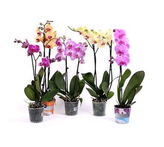 Phalaenopsis orhideja sa 2 grane (SISC 030)