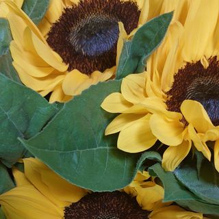 Bouquet di girasoli , verde e velo della sposa