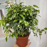 Фікус Кінкі