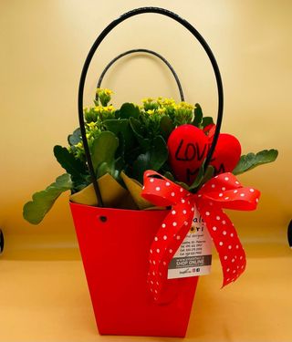 Kalandiva in borsetta