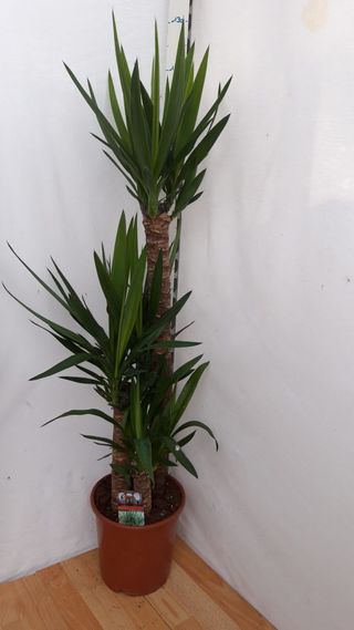 Pianta Yucca