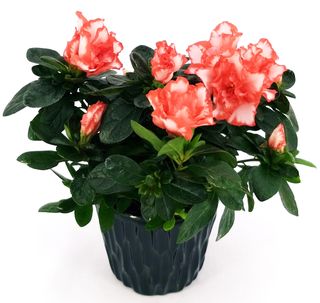 Azalea bicolore grande
