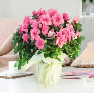 Pianta di Azalea