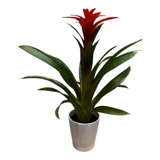 Guzmania Ceramica
