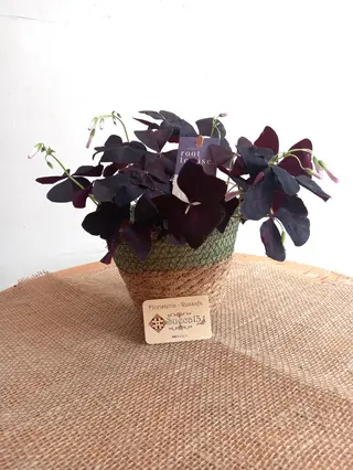 Planta Trébol Mariposa con cesta de mimbre