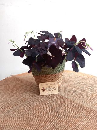 Planta Trébol Mariposa con cesta de mimbre