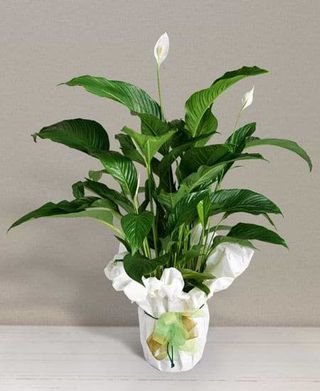 Spathiphyllum
