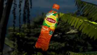 Lipton piersica