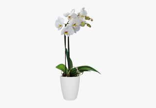 Orchidée