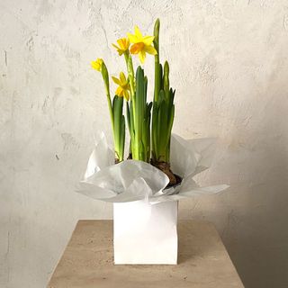 Planta de Narciso amarillo 