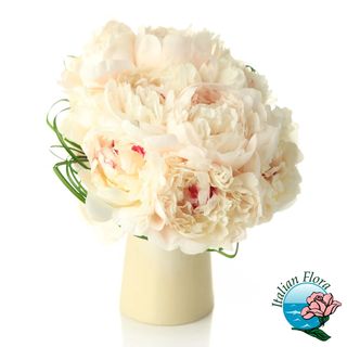 10 peonie bianca extra