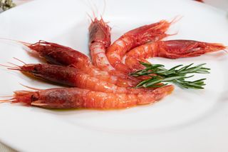 Gamberi Rossi di Mazara