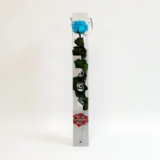 Una Rosa Turquesa Preservada