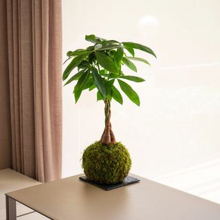 Pachira Kokedama