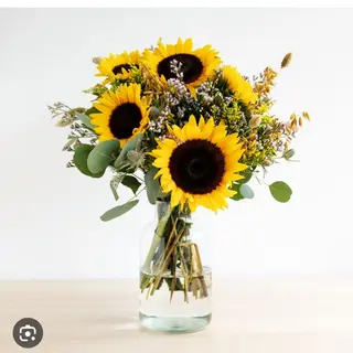 5 girasoli 