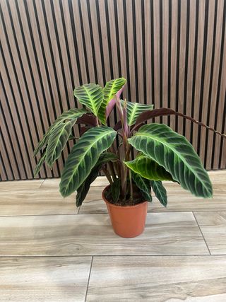 Calathea
