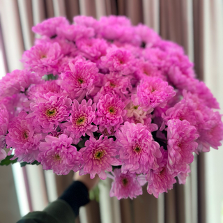 Bukiet margaretka extra colour 