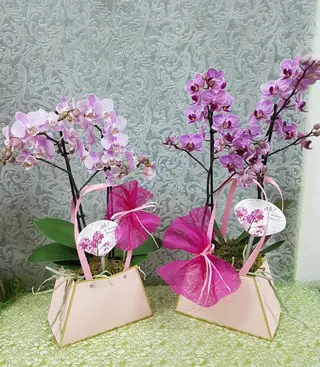 Orquídea Phalaenopsis "Bag Deluxe"