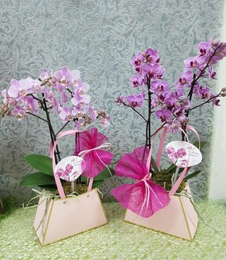 Orquídea Phalaenopsis "Bag Deluxe"
