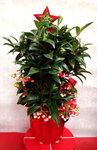 Ardisia