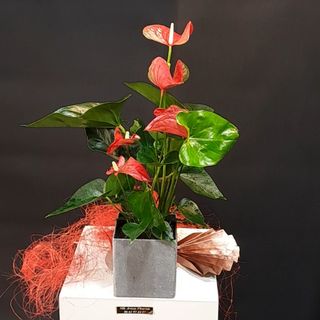 Anthurium dakota à la bracté rouge