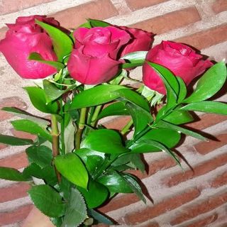 Rosas Rojas 5 Unidades