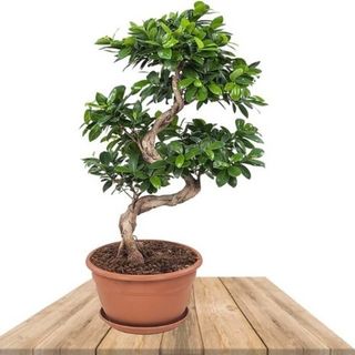 Bonsai Ficus 