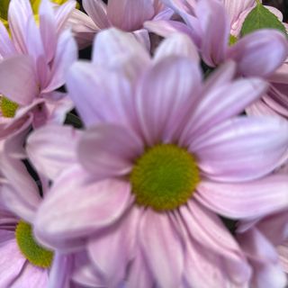 Хризантема розова(1бр)