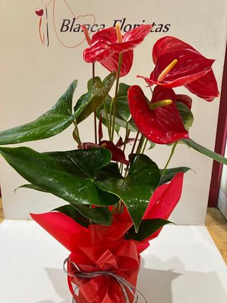 Anthurium (Rojo)