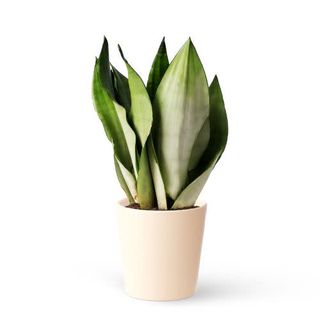 Sansevieria Moonshine