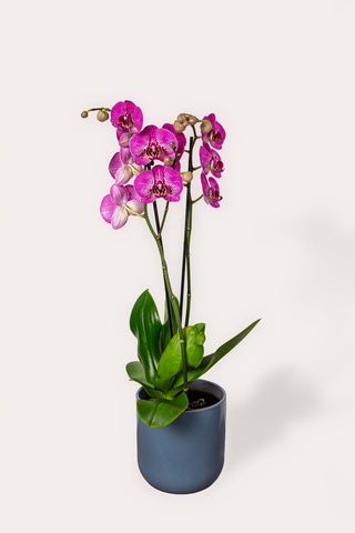 Orchidées 3