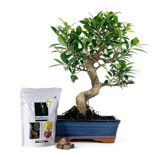 Pack Bonsái Ficus 10 años y abono japonés 240g