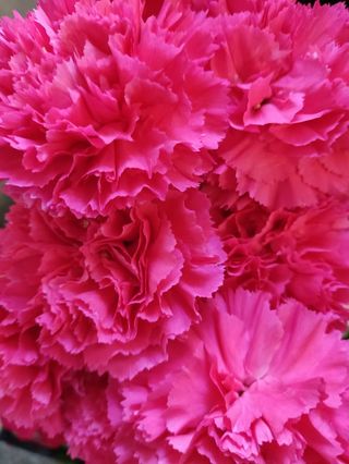 Goździk Różowy 11szt