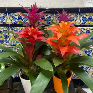 Guzmania 